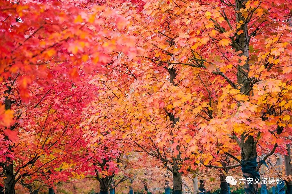 華東地區(qū)最大的美國(guó)紅楓林--金安未來城市公園秋色美景