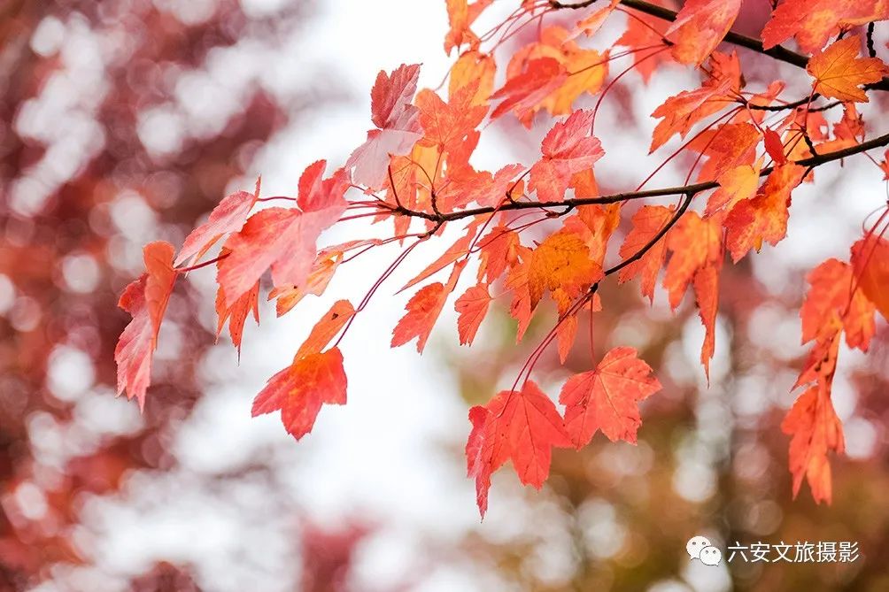 華東地區(qū)最大的美國紅楓林--金安未來城市公園秋色美景