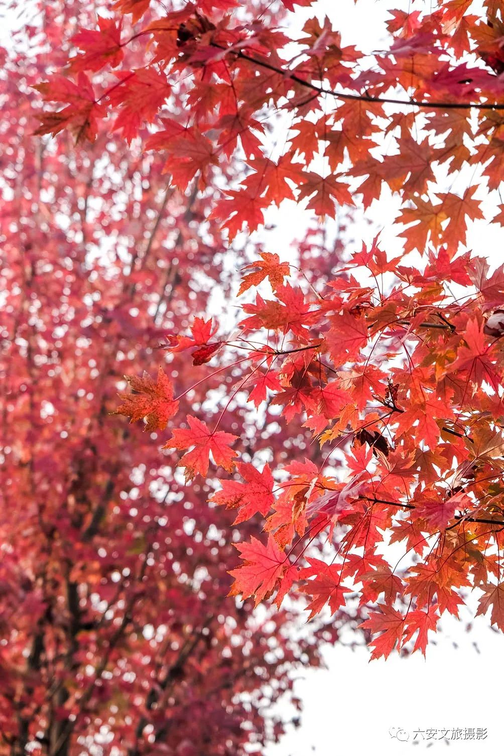 華東地區(qū)最大的美國(guó)紅楓林--金安未來城市公園秋色美景