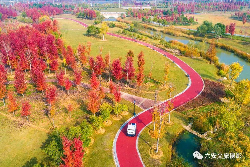 華東地區(qū)最大的美國紅楓林--金安未來城市公園秋色美景