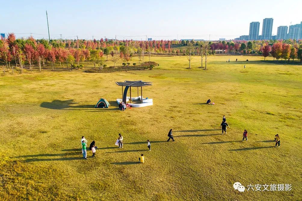 華東地區(qū)最大的美國(guó)紅楓林--金安未來城市公園秋色美景