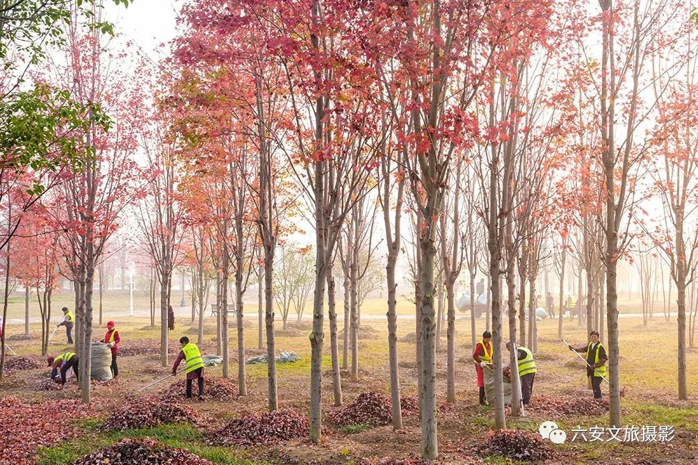 華東地區(qū)最大的美國(guó)紅楓林--金安未來城市公園秋色美景