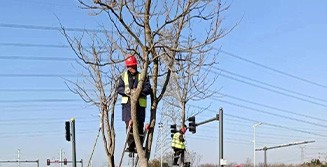 “美顏”行道樹，扮靚風(fēng)景線 | 金寧未來積極開展冬季苗木修剪工作