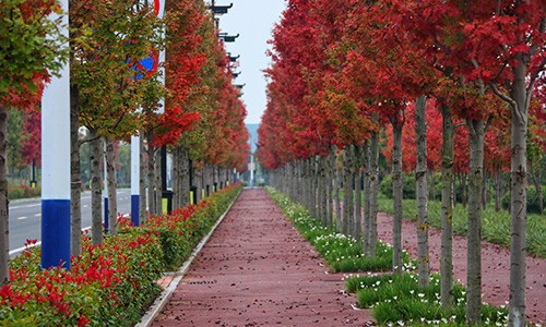 未來(lái)城市公園紅楓 未來(lái)城市公園紅楓