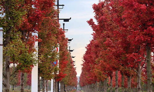 未來(lái)城市公園紅楓 未來(lái)城市公園紅楓