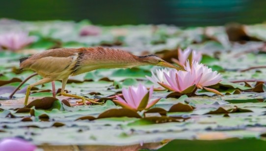 學(xué)深悟透|中國(guó)共產(chǎn)黨紀(jì)律建設(shè)的經(jīng)驗(yàn)、教益