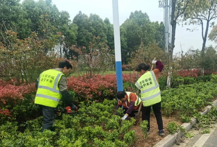 金寧未來(lái) |“管護(hù)養(yǎng)”、“勤梳妝”，扮靚城市容顏
