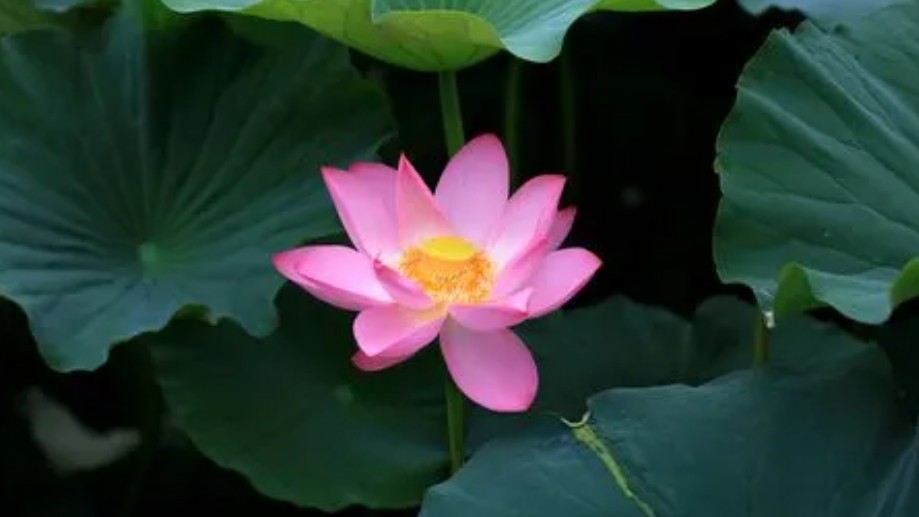 從《中國(guó)共產(chǎn)黨紀(jì)律處分條例》看黨員如何廉潔自律